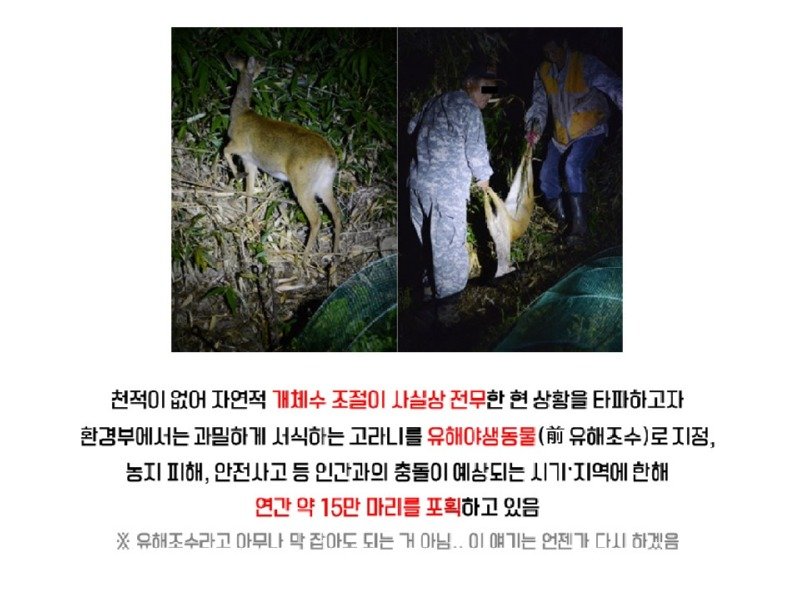 멸종위기 맞음? 고라니의 냉혹한 진실을.araboja7