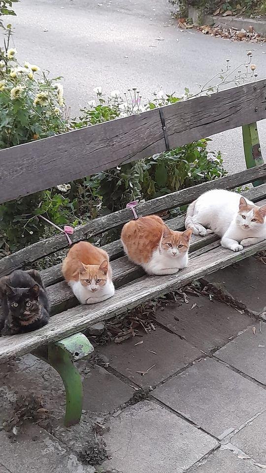 고양이 벤치1