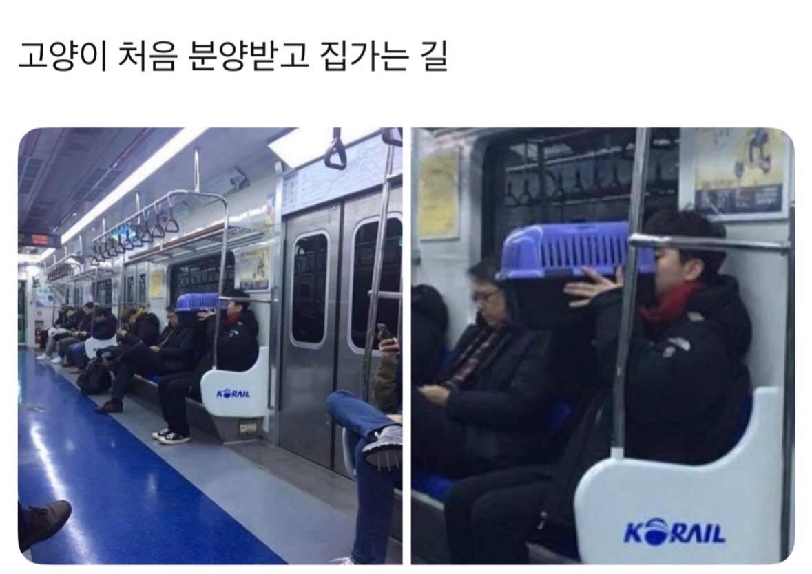 고양이 처음 분양받고 바로 집 가는길1