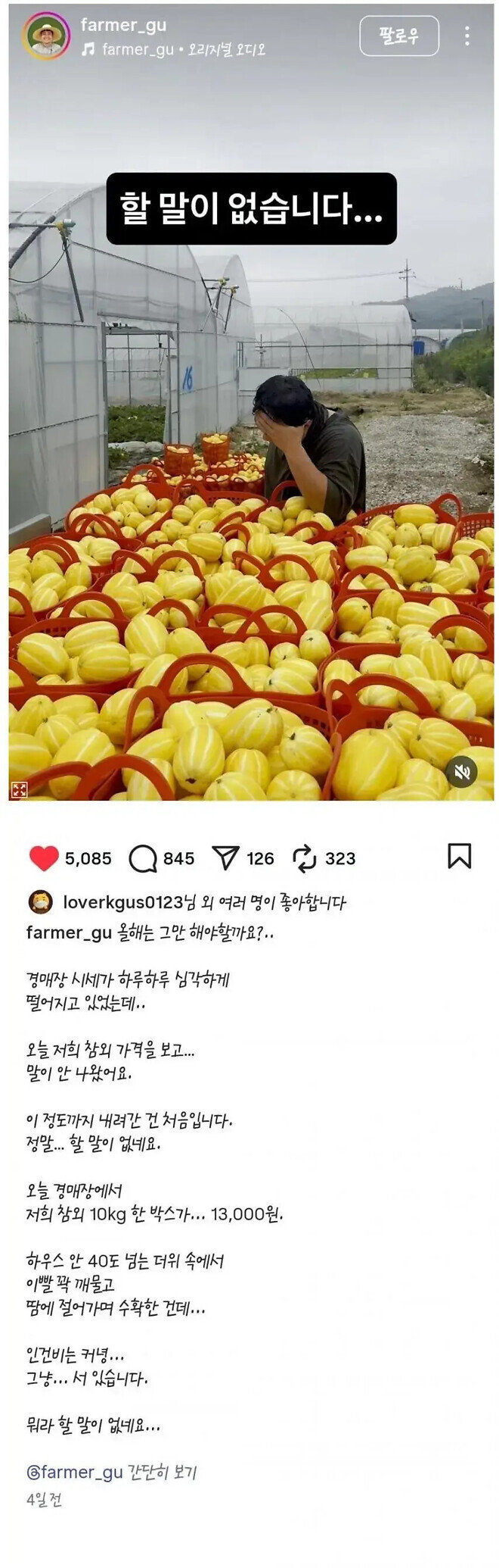 참외농사 망함. ㄷㄷㄷ1