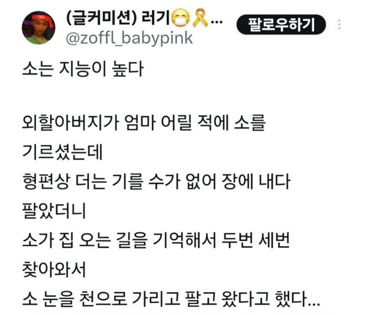 소는 영리하다.jpg3