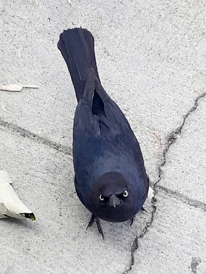 공원서 점심 먹는데 얘가 이렇게 쨰려 봐서 나눠 줬어1