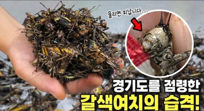 서울/인천 러브버그는 애교 수준이라는 경기도 갈색여치 창궐1