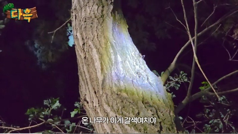 서울/인천 러브버그는 애교 수준이라는 경기도 갈색여치 창궐3