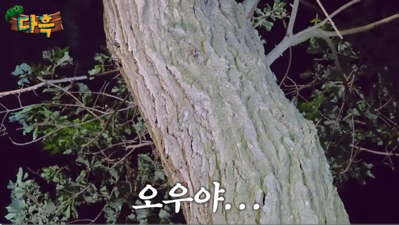 서울/인천 러브버그는 애교 수준이라는 경기도 갈색여치 창궐4