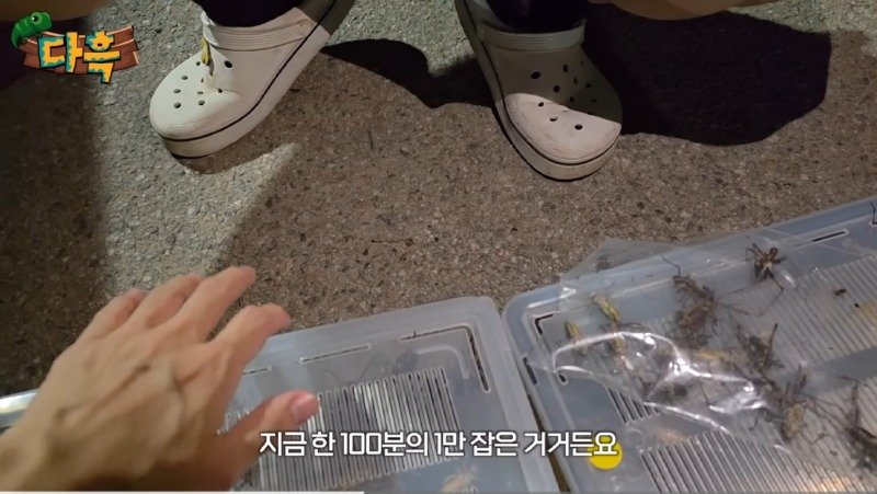 서울/인천 러브버그는 애교 수준이라는 경기도 갈색여치 창궐6