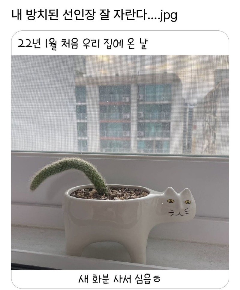 펌) 방치된 선인장 잘 자란다...1