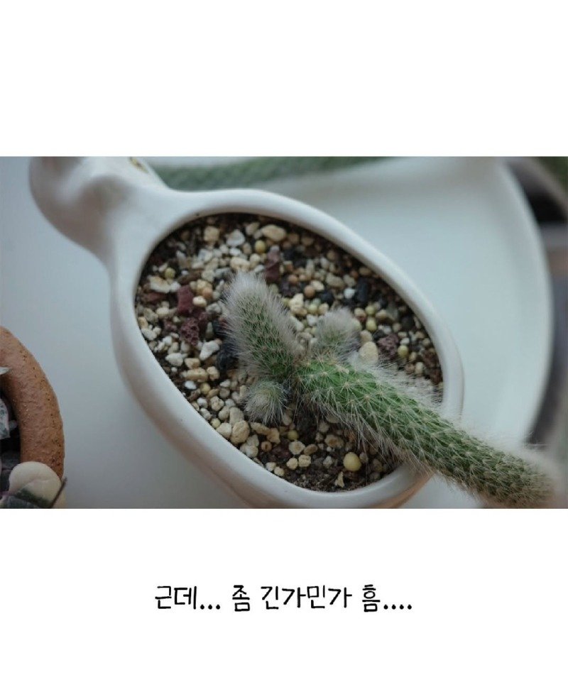 펌) 방치된 선인장 잘 자란다...6