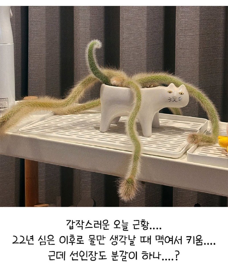 펌) 방치된 선인장 잘 자란다...7