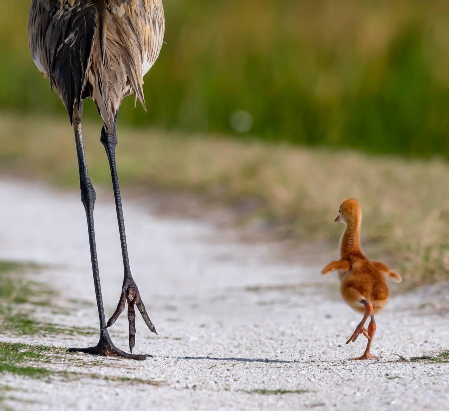 아기 두루미 (옛날통닭 아님)1
