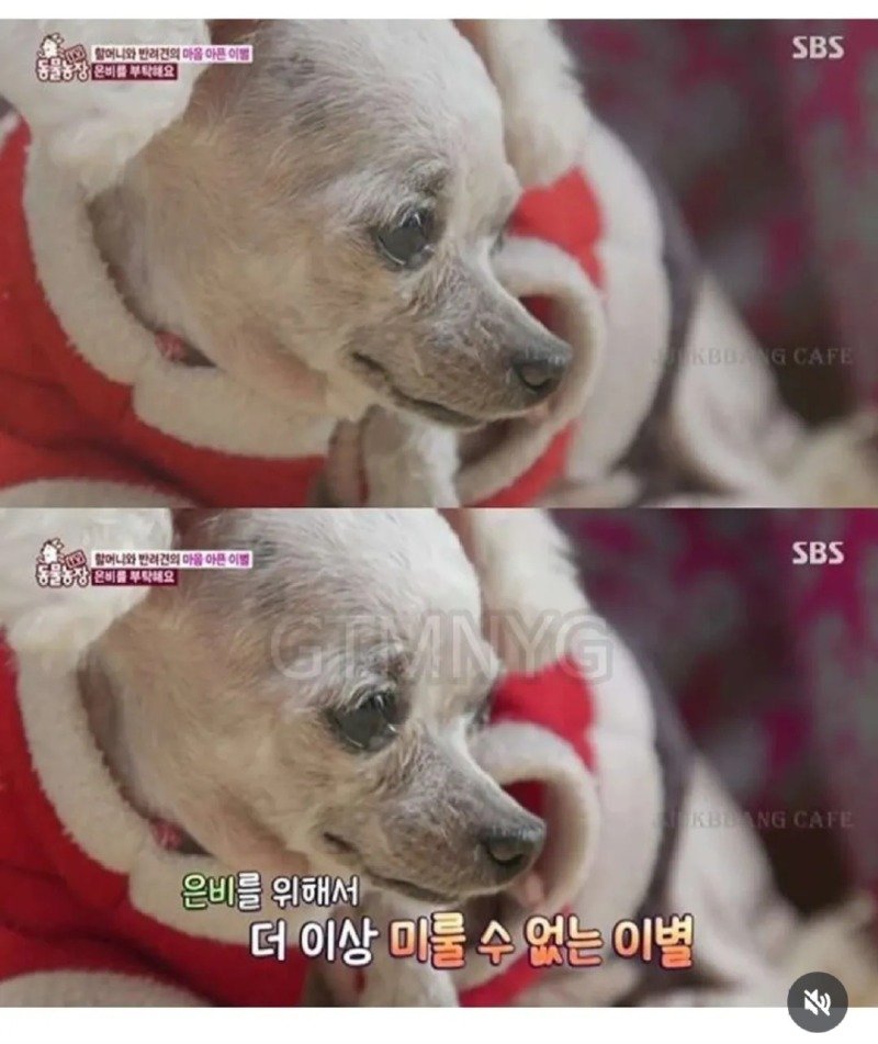 14년 키운 반려견을 제발 데려가 달라는 할머니.jpg10