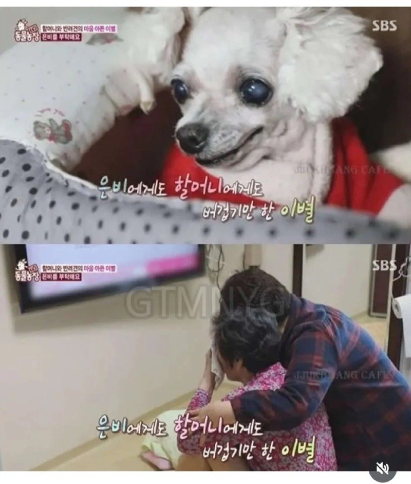 14년 키운 반려견을 제발 데려가 달라는 할머니.jpg14