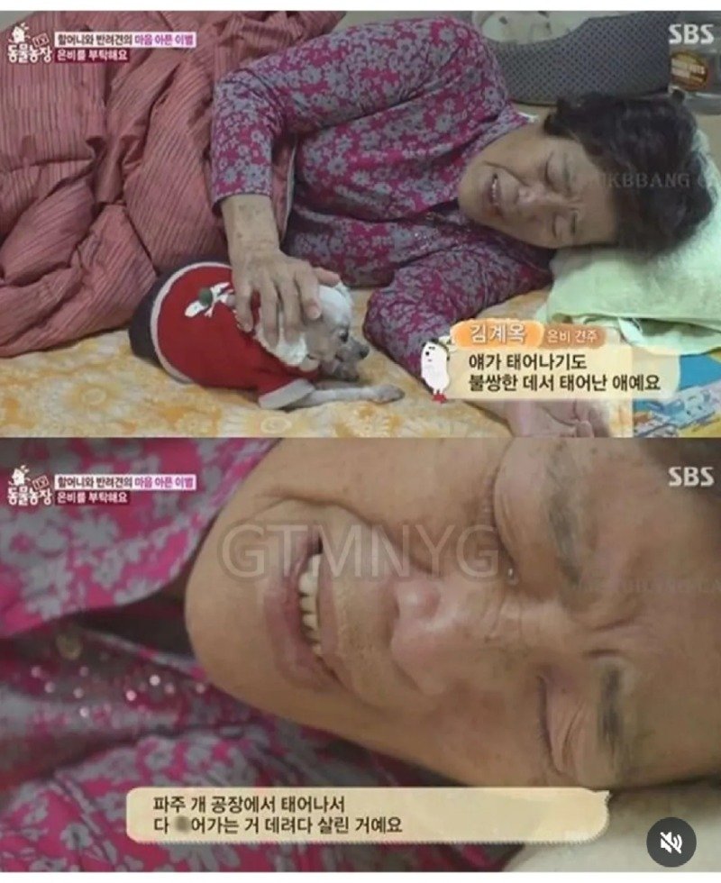 14년 키운 반려견을 제발 데려가 달라는 할머니.jpg8