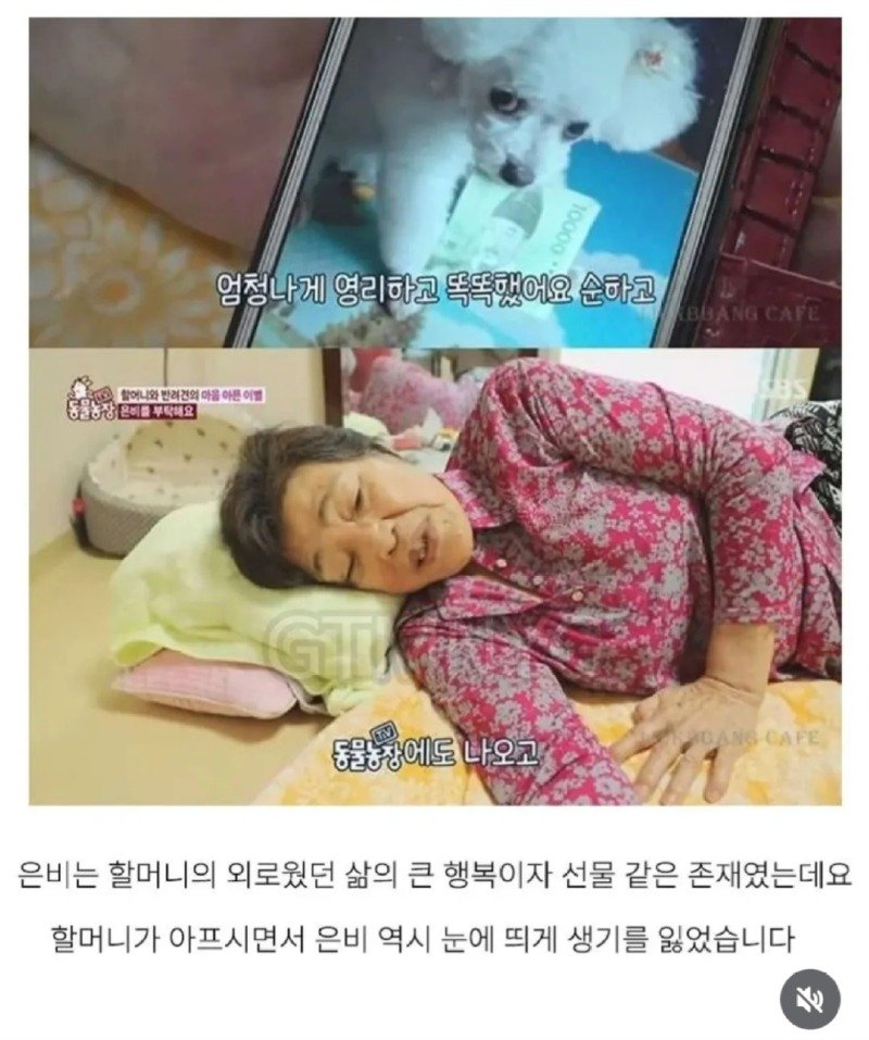 14년 키운 반려견을 제발 데려가 달라는 할머니.jpg9