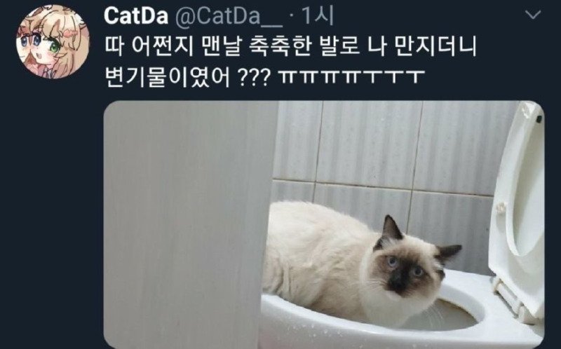 고양이의 촉촉한 발바닥~1