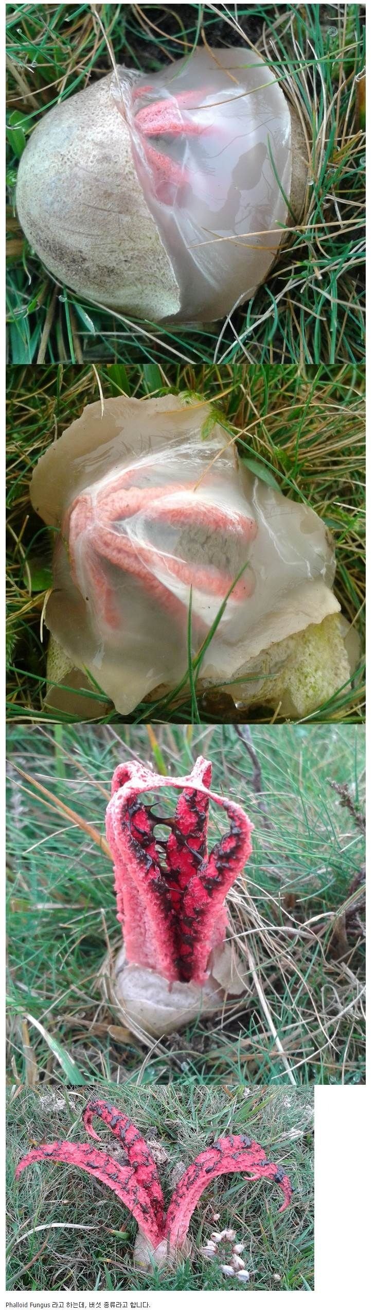 의외로 식용가능하다는 버섯1