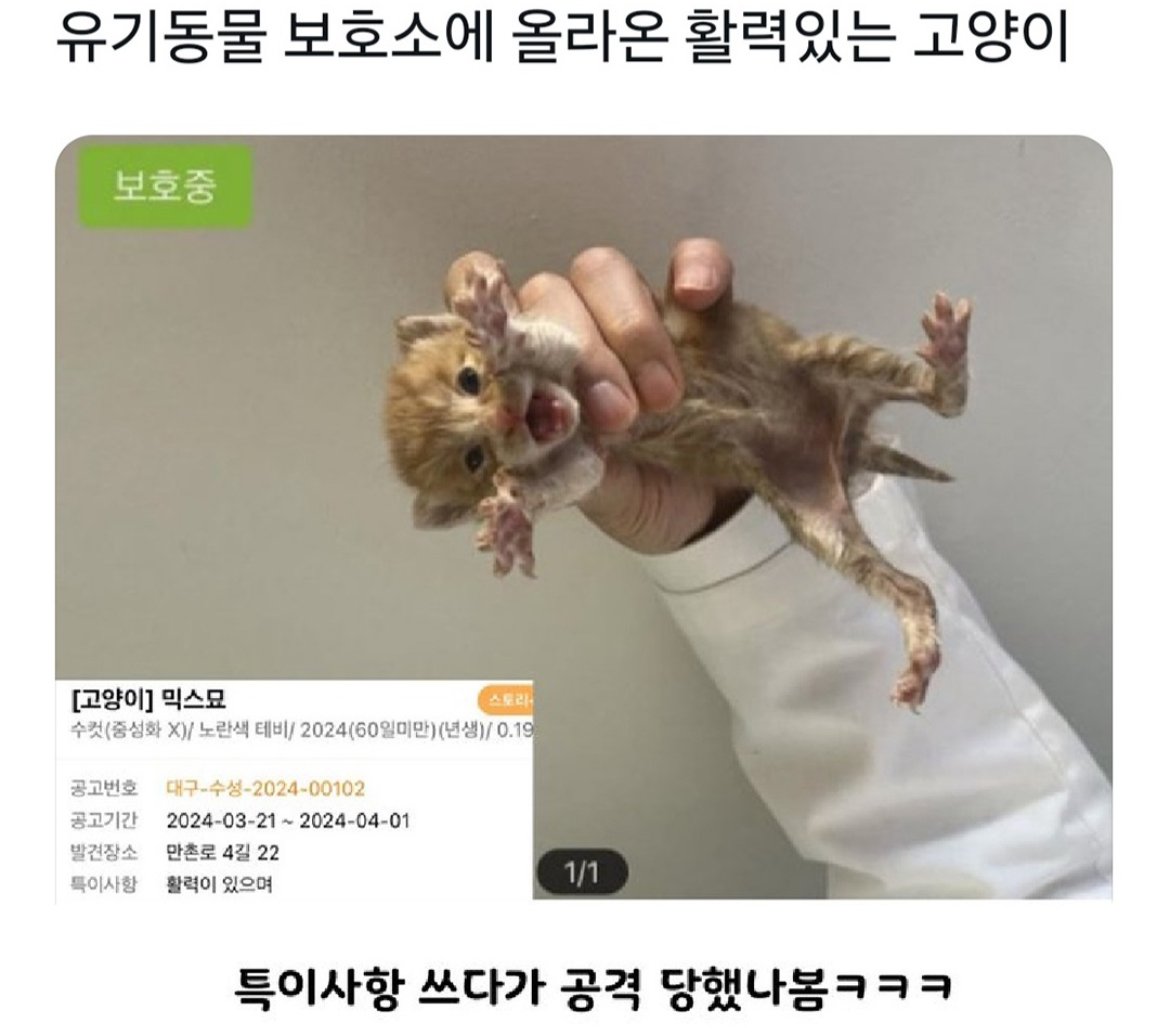 유기 동물 보호소의 고양이 특1