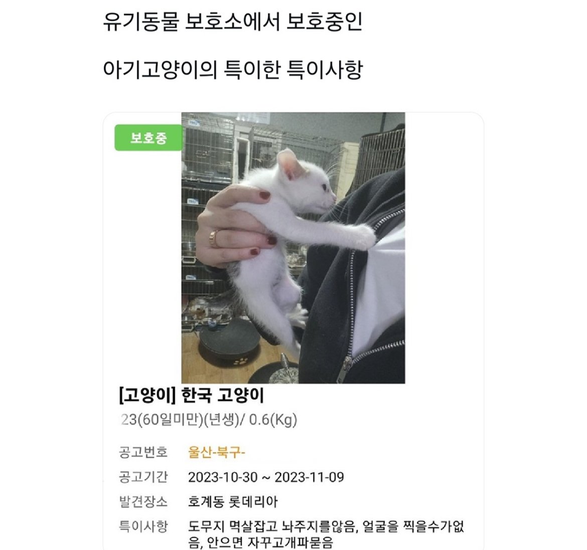 유기 동물 보호소의 고양이 특2