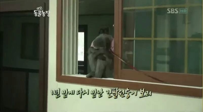 우울증에 걸렸다는 긴팔원숭이1