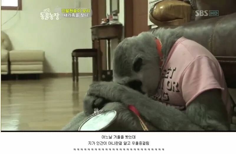 우울증에 걸렸다는 긴팔원숭이2