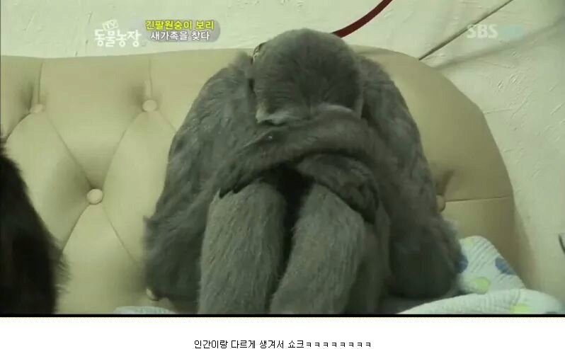 우울증에 걸렸다는 긴팔원숭이3