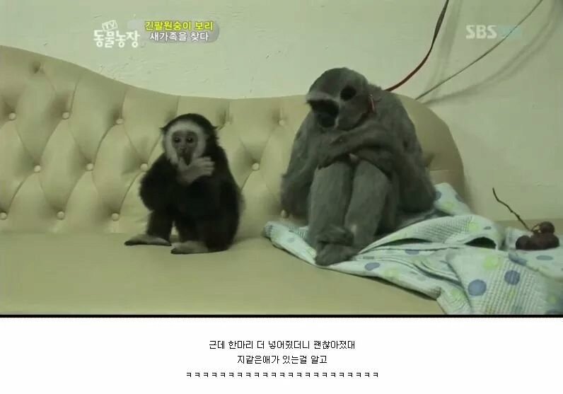 우울증에 걸렸다는 긴팔원숭이4