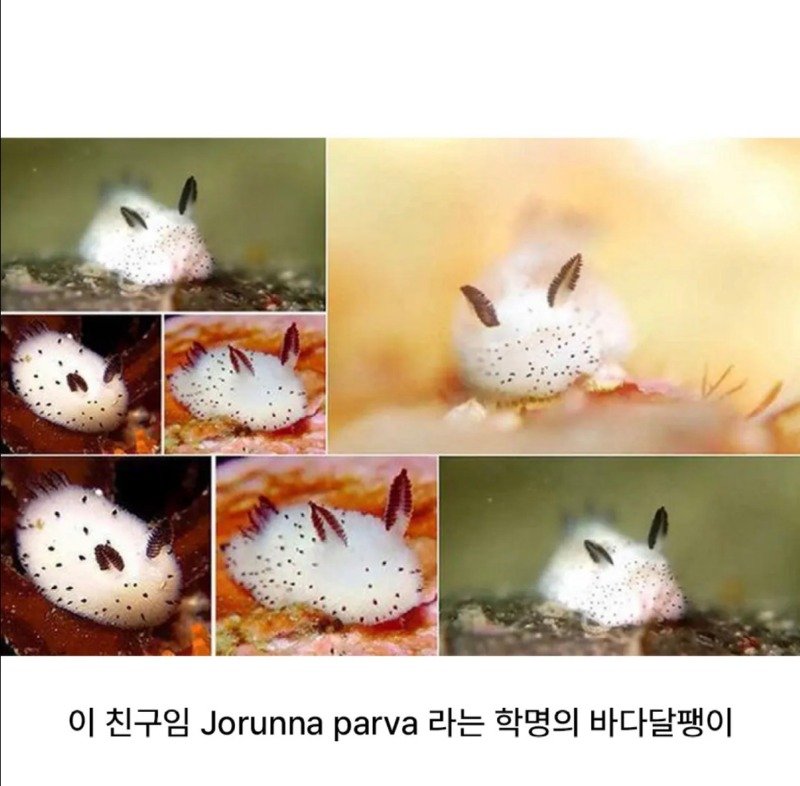 의외로 실제로 있는 생물3