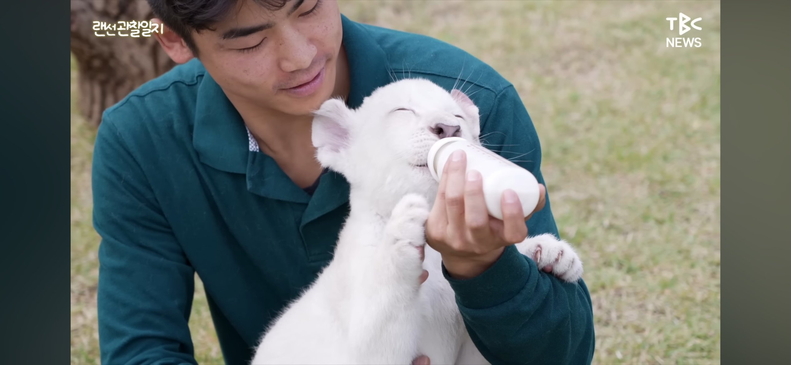 한국에서 태어난 백사자 새끼들1