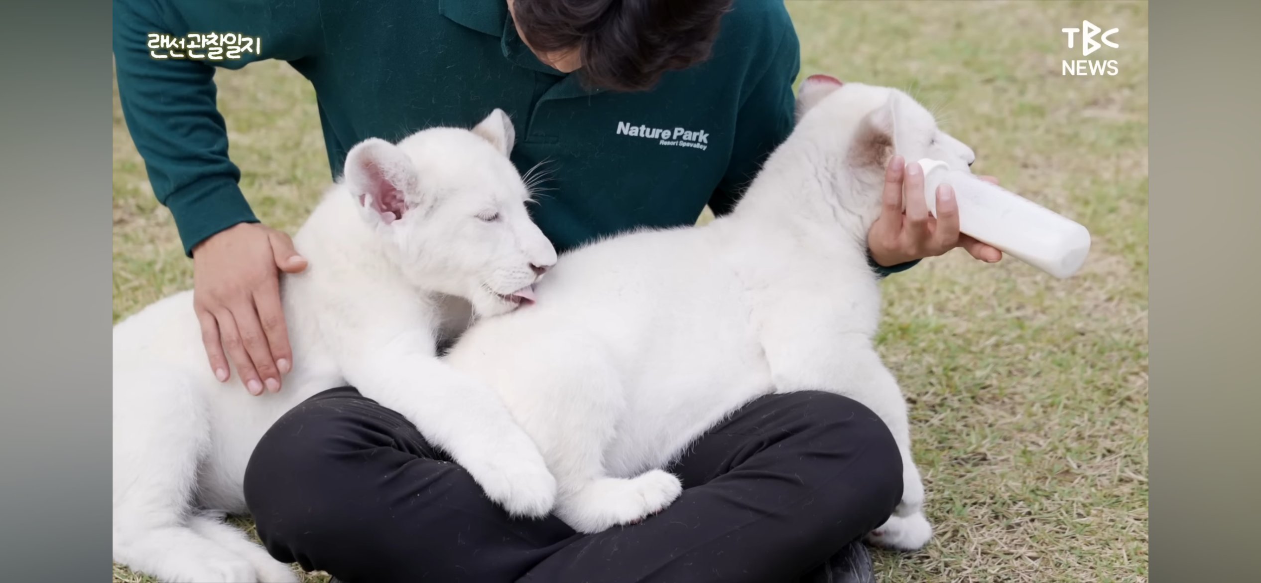한국에서 태어난 백사자 새끼들2