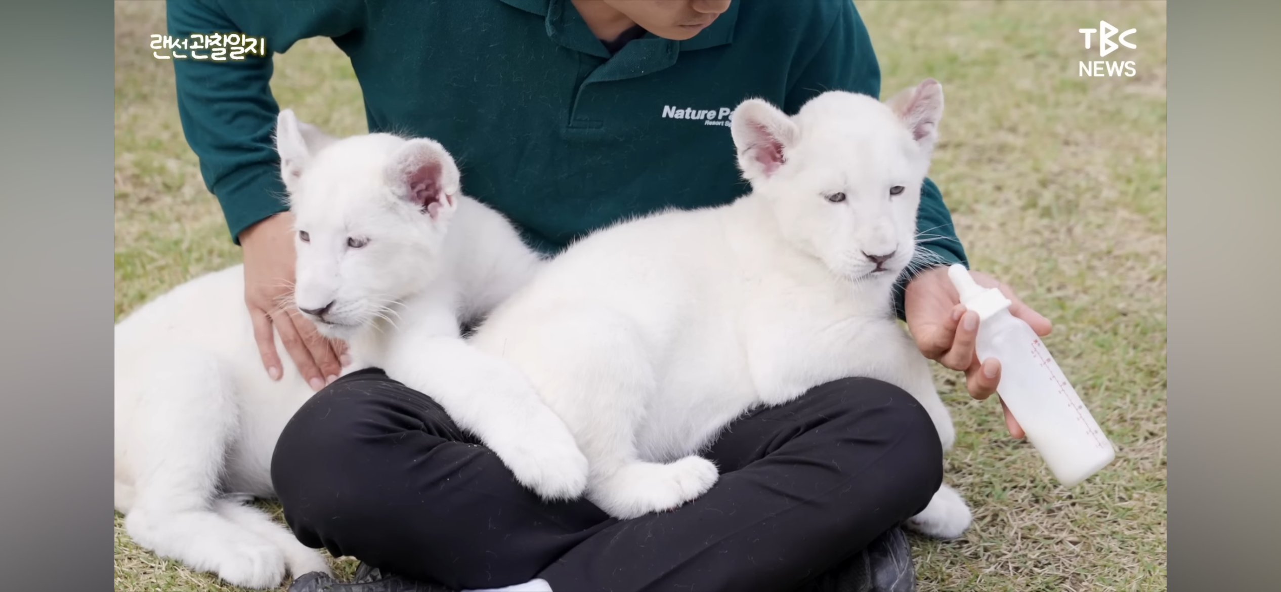 한국에서 태어난 백사자 새끼들3