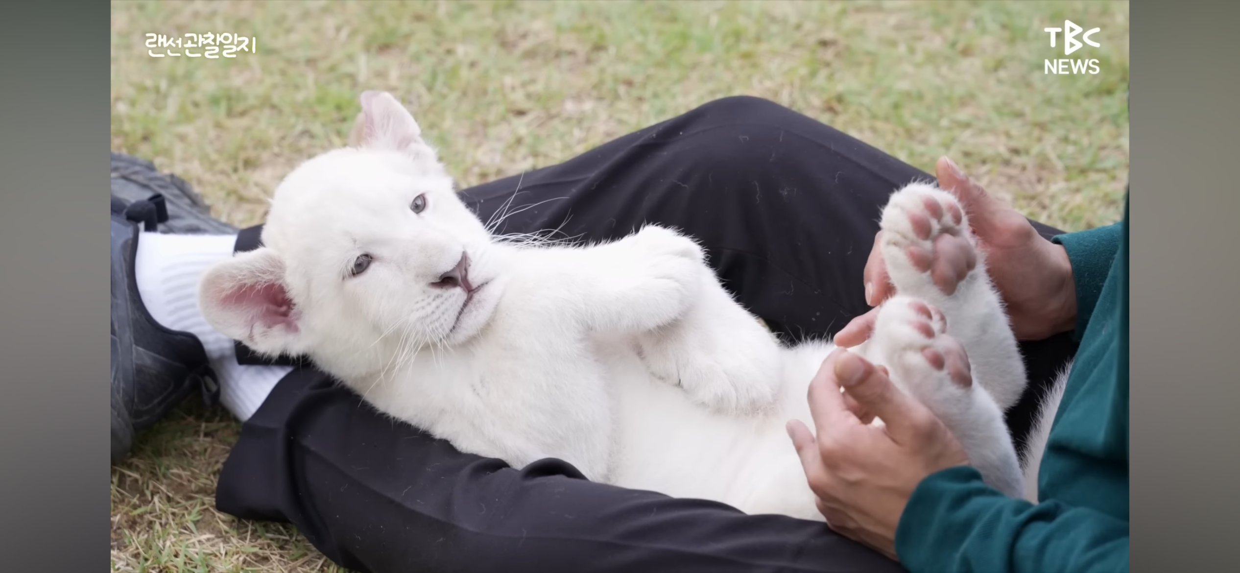 한국에서 태어난 백사자 새끼들4