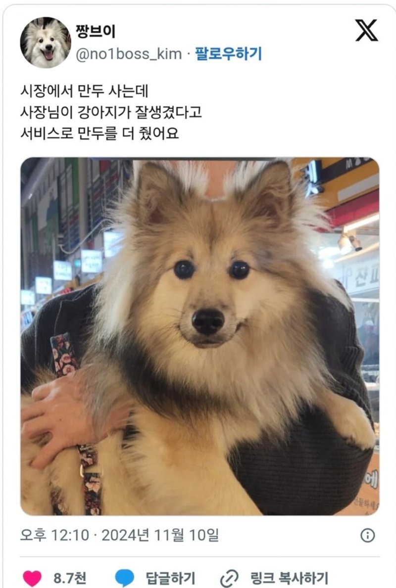 만두 사러 갔는데 우리개 잘 생겼다고 사장님이 만두 더 줬어1