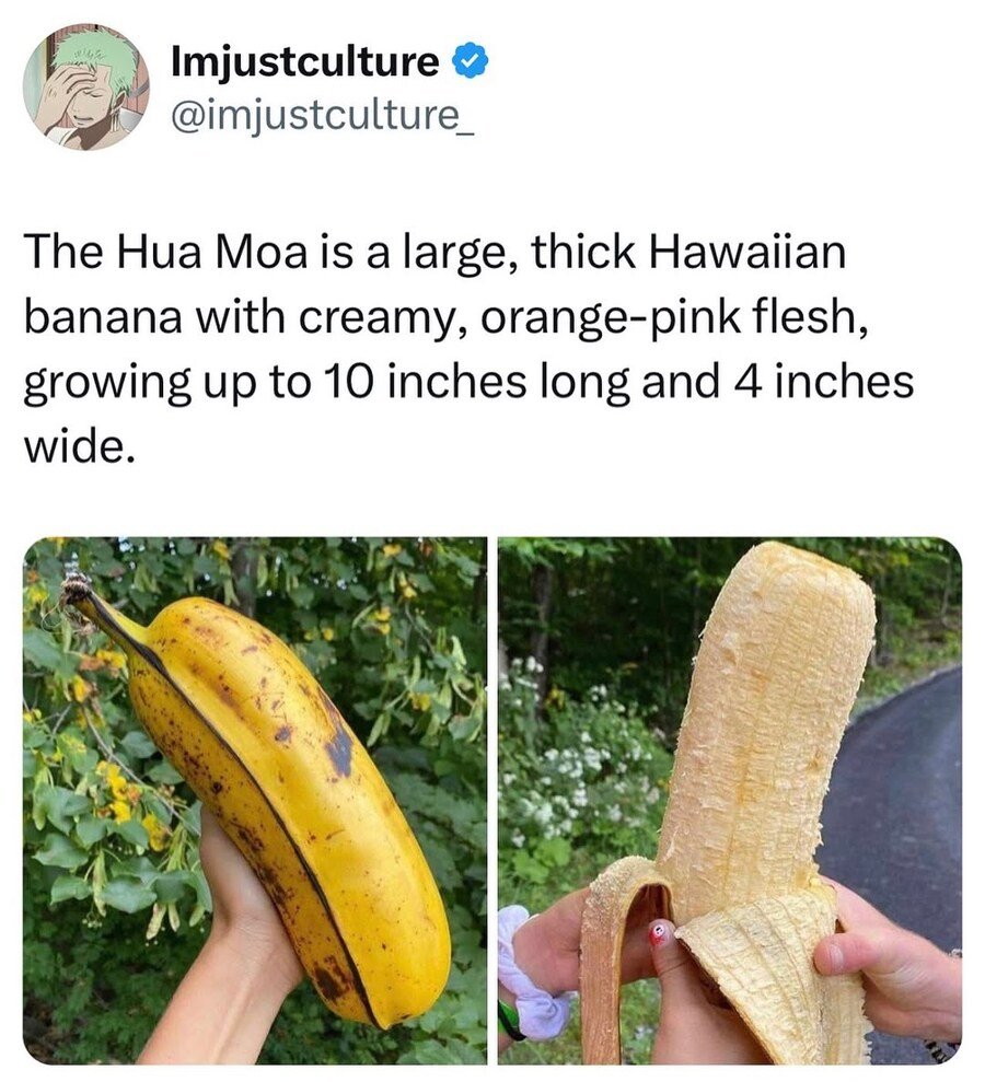 하와이에서 가장 굵은 바나나 품종.1