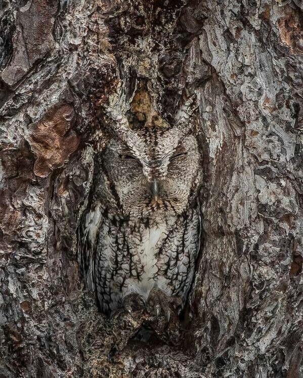 위장술 하진 한장1