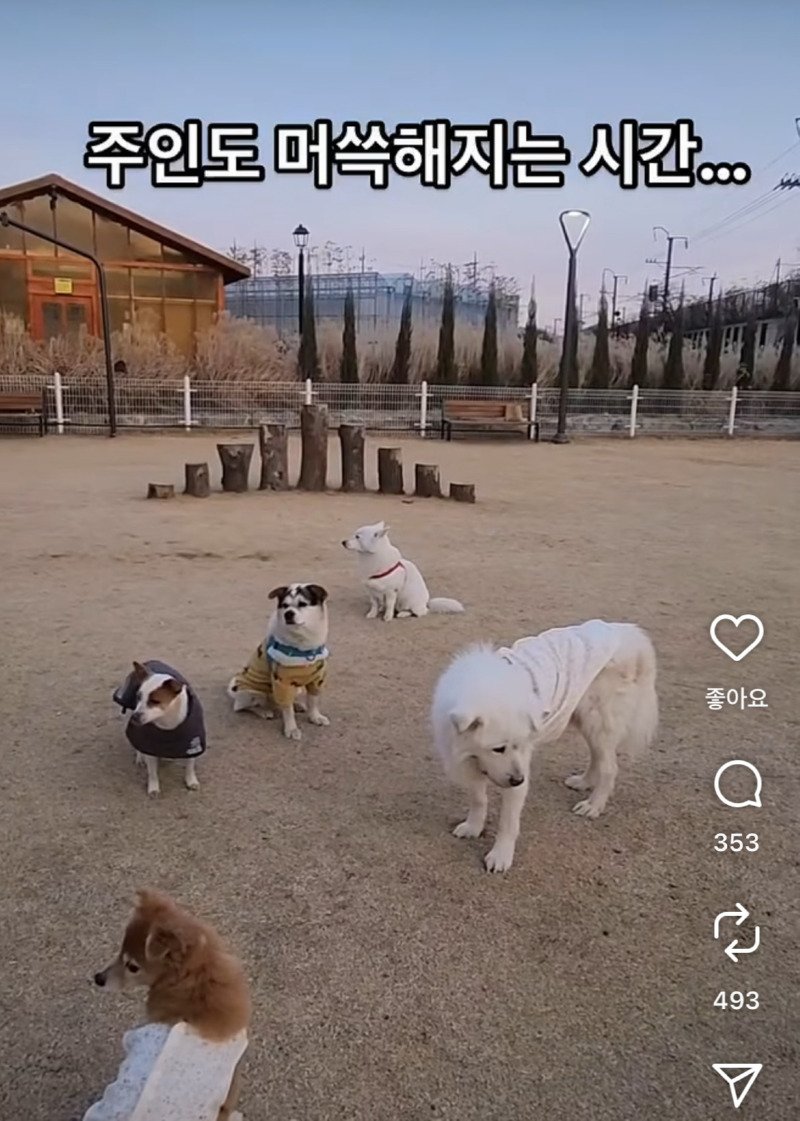 내향성 강아지 모임2