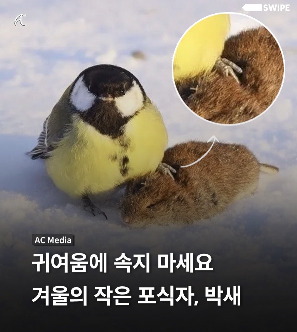 귀여움에 속지마세요1