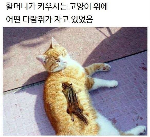 행복해 지는 사진 보고 가셈2