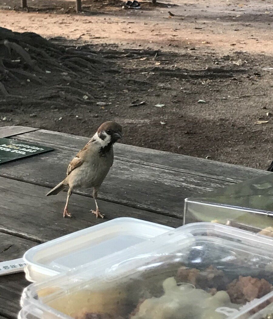 도시락이 궁금한 참새.1