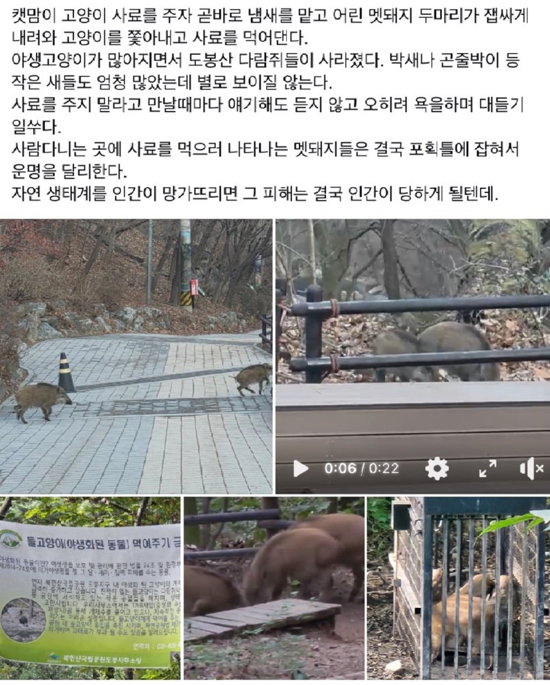 도봉산 근황 feat. 멧돼지와 캣맘1