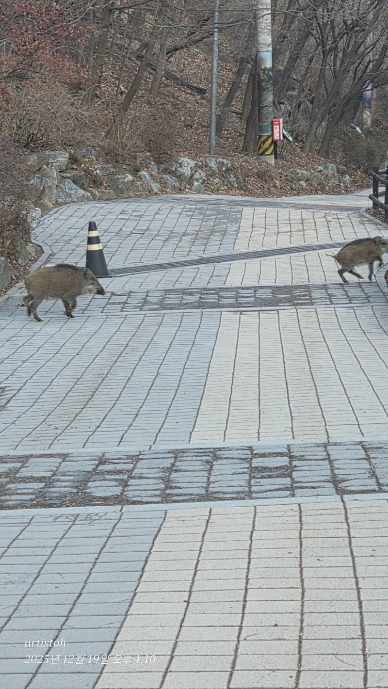 도봉산 근황 feat. 멧돼지와 캣맘2
