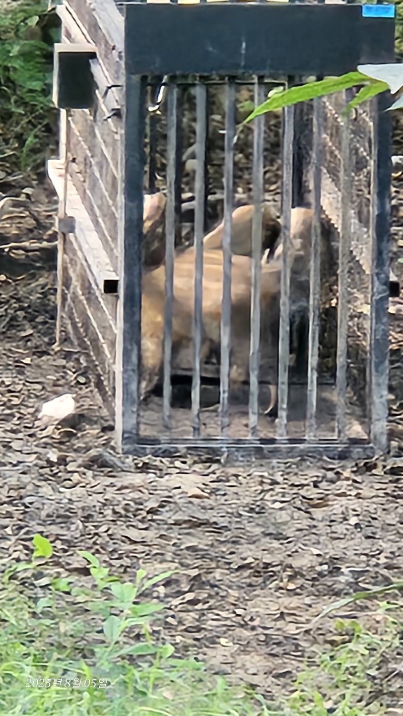 도봉산 근황 feat. 멧돼지와 캣맘3