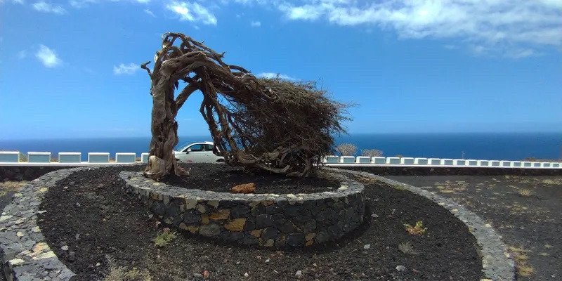 스페인에 있는 나무3