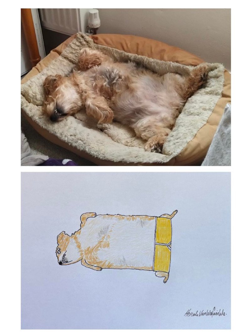 누워서 자고 있는 강아지 그려주세요.1