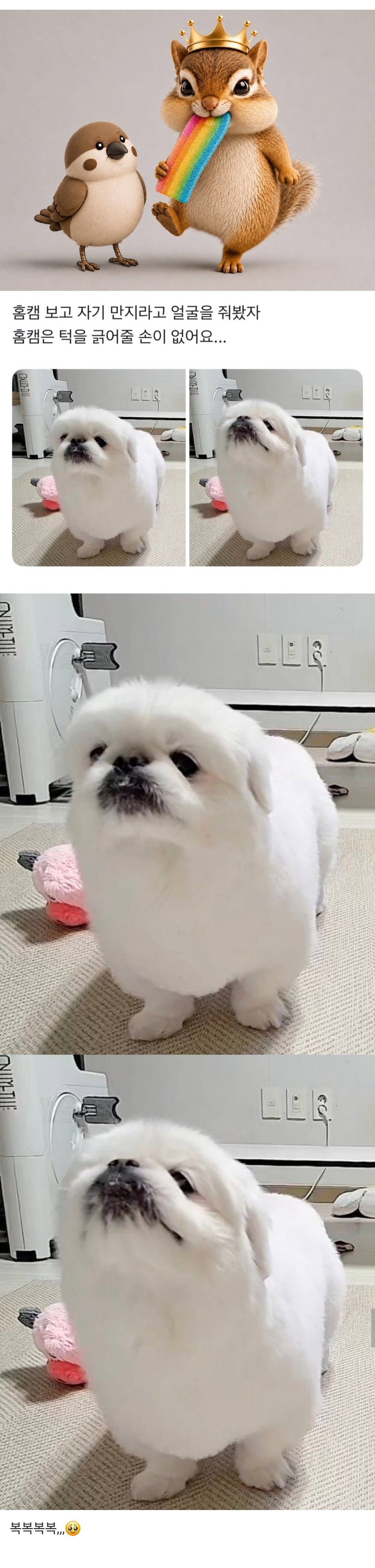 홈캠보고 자기 만지라는 강아지1