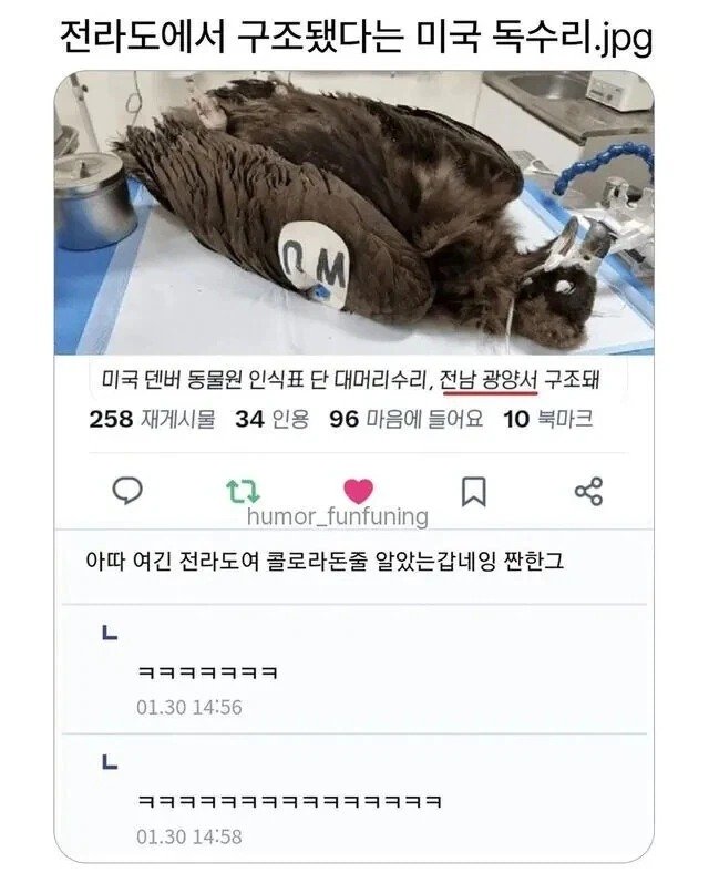 전라도에서 구조됐다는 미국 독수리1