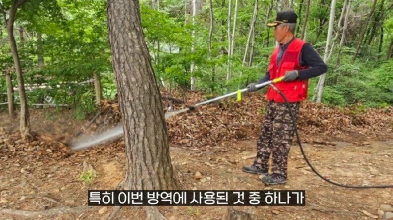 작년에 계양산을 뒤덮었던 러브버그의 천적 발견1