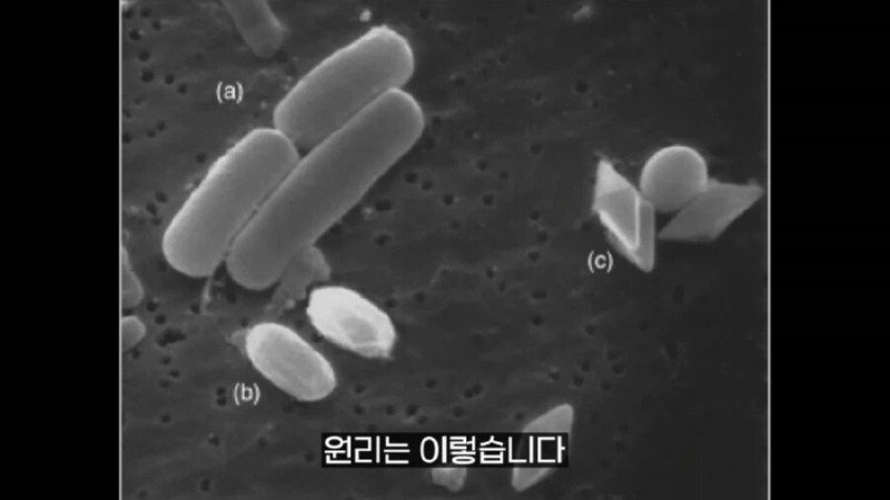 작년에 계양산을 뒤덮었던 러브버그의 천적 발견11