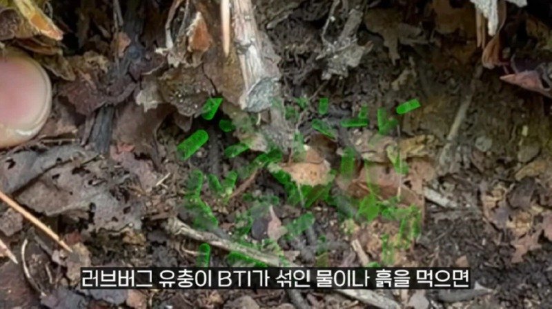 작년에 계양산을 뒤덮었던 러브버그의 천적 발견12
