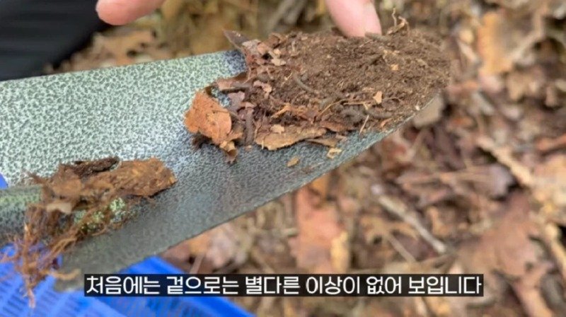작년에 계양산을 뒤덮었던 러브버그의 천적 발견13