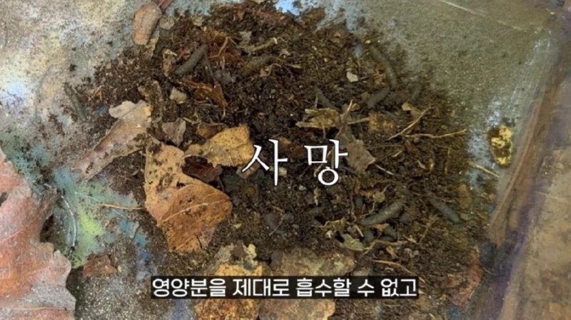 작년에 계양산을 뒤덮었던 러브버그의 천적 발견18